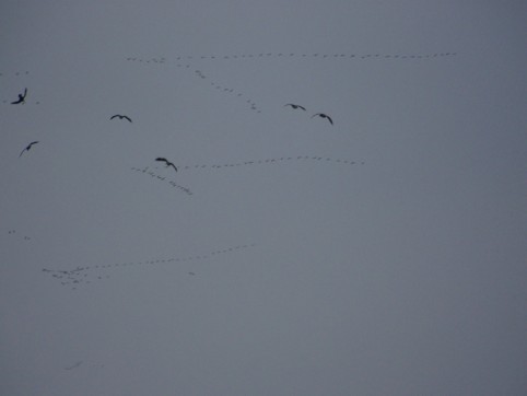 geese return small.jpg
